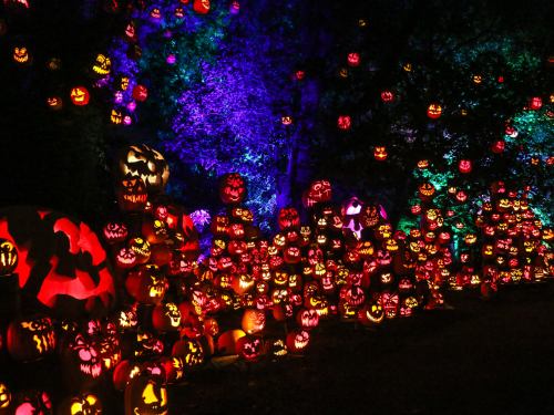 A vibrant display of carved pumpkins glowing in various colors, set against a dark, wooded background.
