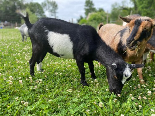 Two goats grazing in a grassy field filled with clover, one black with white markings and the other light brown.