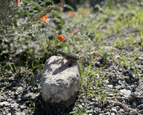 A lizard perched on a rock surrounded by green grass and small orange flowers in a natural setting.