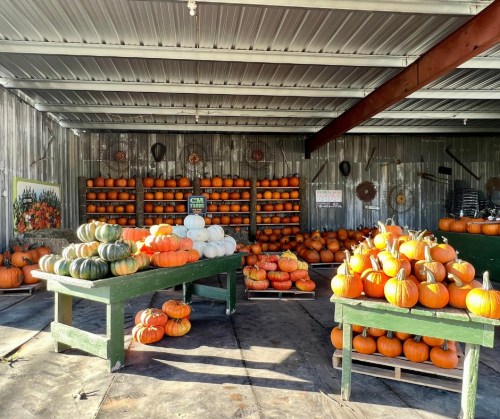 A rustic market filled with various pumpkins in shades of orange, white, and green, displayed on wooden tables.