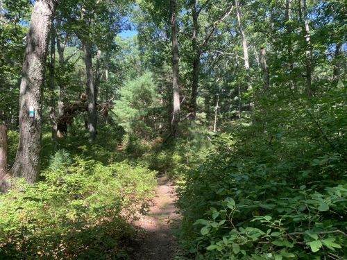 A narrow dirt path winds through a lush green forest filled with trees and underbrush.