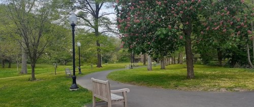 A peaceful park scene with a winding path, a bench, and trees blooming with pink flowers.