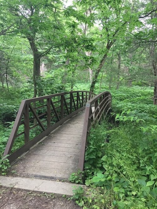A wooden bridge spans a lush, green forest, surrounded by dense foliage and trees.