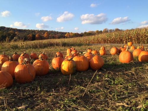 A field of bright orange pumpkins scattered on the ground, with a backdrop of trees and blue sky.
