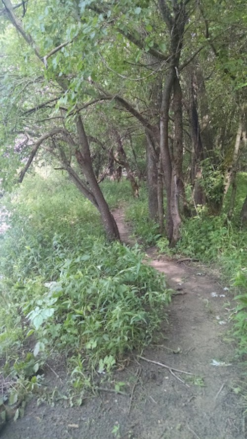 A narrow dirt path winding through lush greenery and trees in a serene forest setting.