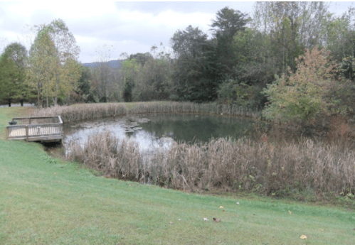 A serene pond surrounded by tall grasses and trees, with a wooden deck extending over the water.