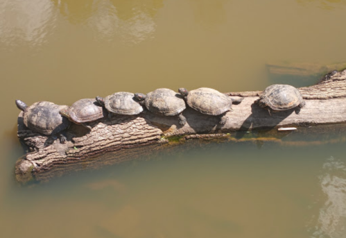 Seven turtles basking on a log over calm water, with a natural setting in the background.