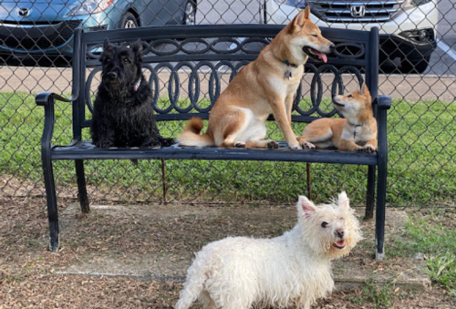 Four dogs of different breeds sit on a bench in a park, enjoying the day.