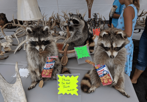 Three taxidermied raccoons holding snacks, with a sign reading "Please Do Not Touch" in a display at a fair.