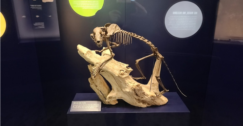 A skeleton of a small mammal perched on a piece of driftwood, displayed in a glass case with informational panels.