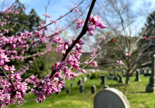 A branch of pink flowers in the foreground, with a cemetery and gravestones softly blurred in the background.