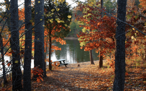 A serene lakeside path surrounded by autumn foliage and trees, leading to a picnic table by the water.