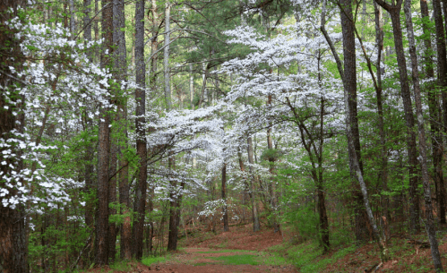 A serene forest path lined with tall trees and blooming white flowers, surrounded by lush green foliage.