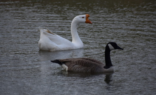 A white goose and a black and brown Canada goose swimming in a calm body of water.