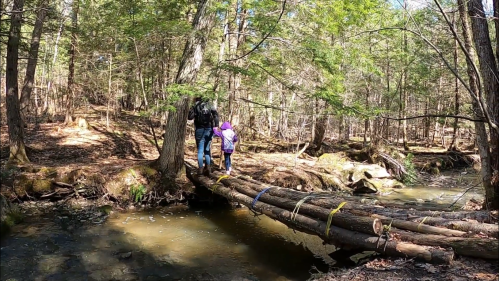 Two people walk across a log bridge over a stream in a wooded area, surrounded by trees and sunlight.