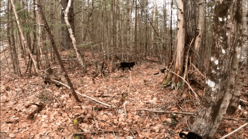 A black dog walks through a wooded area with trees and fallen leaves.