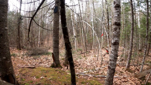 A forest scene with bare trees, fallen leaves, and a few red markers visible among the greenery.