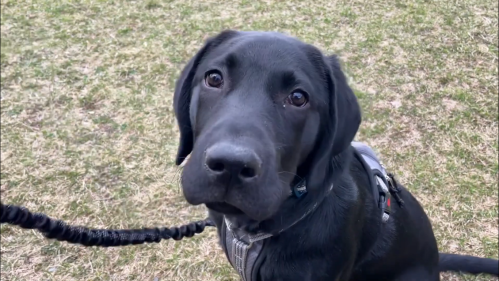 A close-up of a black Labrador retriever sitting on grass, looking curiously at the camera.