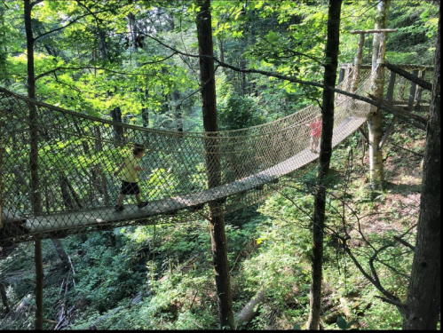 A child walks across a rope bridge in a lush green forest, surrounded by trees and sunlight.