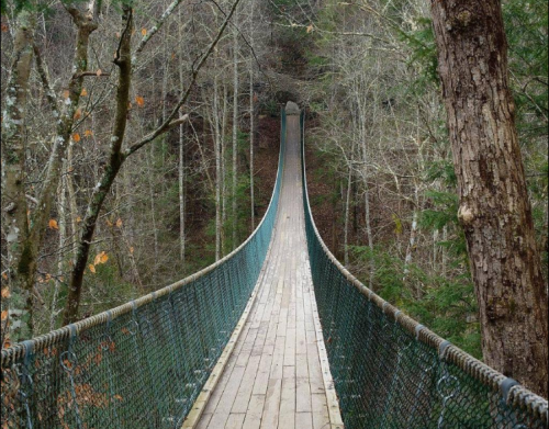 A long, curved suspension bridge stretches through a forest of bare trees, leading into the distance.