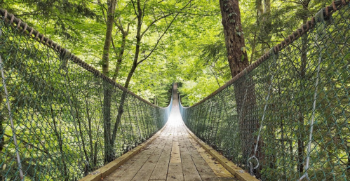 A wooden suspension bridge stretches through a lush green forest, leading into bright light at the far end.