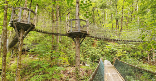 A wooden suspension bridge connects tree platforms in a lush green forest.