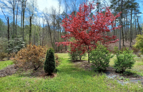 A vibrant red tree stands among green shrubs in a sunny, wooded landscape with blue skies and scattered clouds.