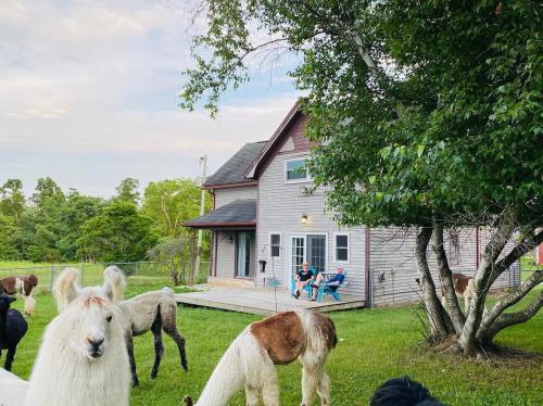 A cozy house surrounded by llamas, with two people relaxing on the porch in a green yard.