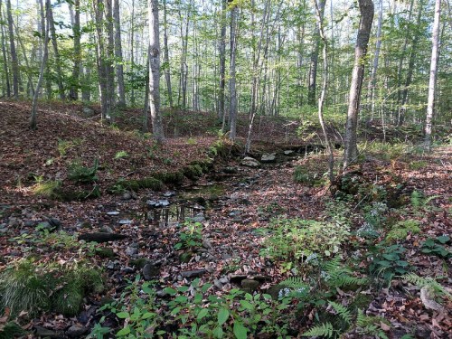 A serene forest scene with a small stream, surrounded by trees and fallen leaves on the ground.
