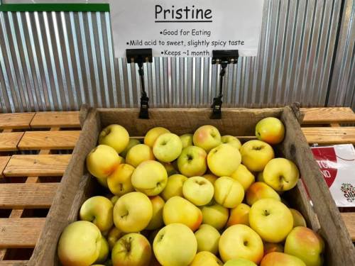 A wooden crate filled with yellow apples labeled "Pristine," noting their taste and storage information.