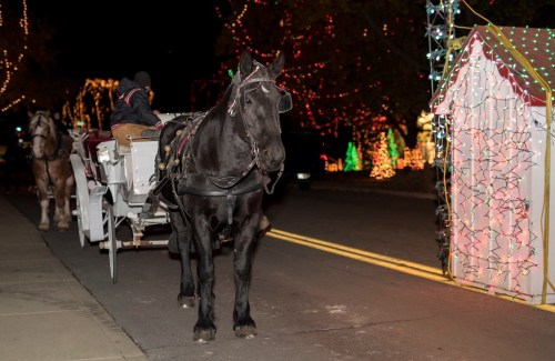 A black horse pulls a carriage past festive holiday lights at night, with a small decorated structure nearby.