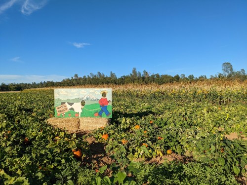 A colorful sign in a pumpkin patch, with a cartoon farmer and a cow, surrounded by green plants and blue sky.