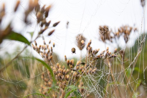 A close-up of a spider web adorned with dew drops, set against blurred background of flowers and greenery.