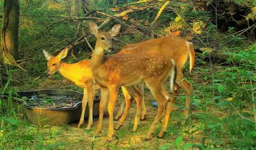 Three deer stand near a water source in a lush, green forest, with sunlight filtering through the trees.