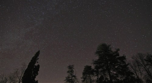A starry night sky filled with countless stars, silhouetted trees in the foreground against a dark backdrop.