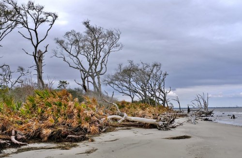 A coastal scene featuring bare trees, sandy shore, and scattered vegetation under a cloudy sky.