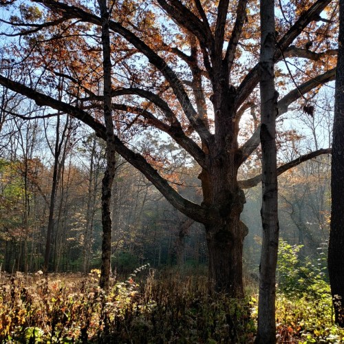 A large tree with autumn leaves stands in a sunlit forest, surrounded by mist and greenery.