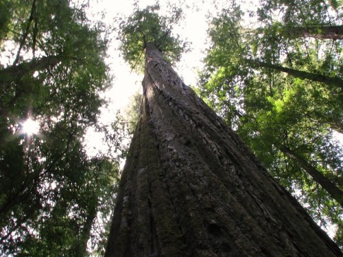 A towering tree viewed from below, surrounded by lush green foliage and sunlight filtering through the leaves.