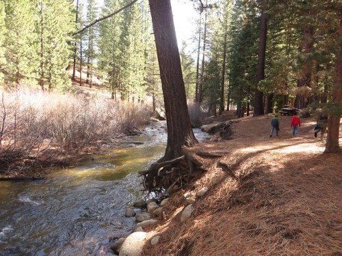Two people walk along a forested riverbank, surrounded by tall trees and rocky terrain on a sunny day.