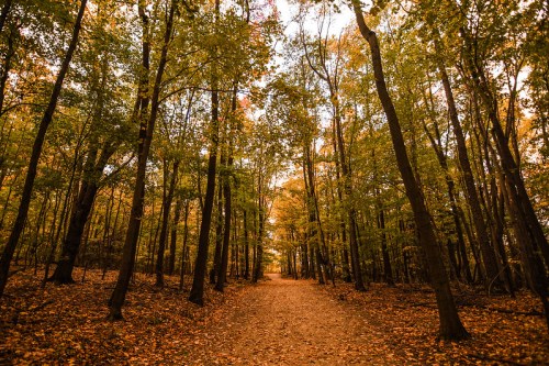 A serene forest path lined with tall trees, showcasing vibrant autumn foliage and a carpet of fallen leaves.