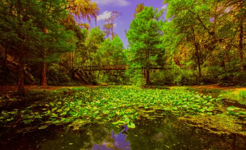 A serene pond covered with lily pads, surrounded by lush green trees and a wooden bridge in the background.