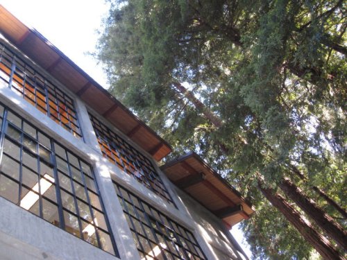 A modern building with large windows, surrounded by tall redwood trees under a clear blue sky.