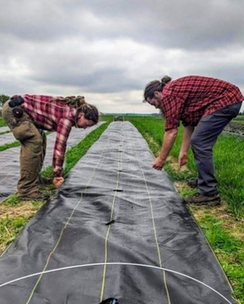 Two farmers in plaid shirts lay down black plastic sheeting on a field under a cloudy sky.