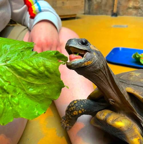 A turtle eagerly munches on a piece of lettuce held by a person in a colorful shirt.