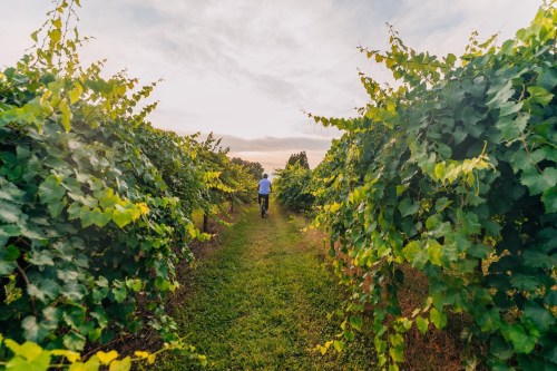 A person walks through a lush vineyard, surrounded by green grapevines under a cloudy sky.