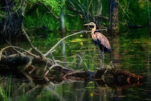 A heron stands on a log in a serene, green wetland, surrounded by still water and lush vegetation.