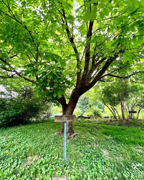 A lush green tree with a sign labeled "Yellowwood" in a vibrant garden setting.