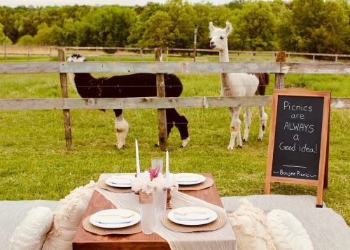 A picnic setup with a table and chairs in a field, featuring two llamas nearby and a sign that says, "Picnics are ALWAYS a Good idea!"