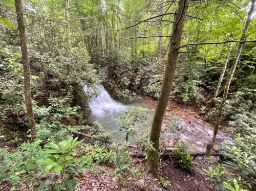 A serene forest scene featuring a small waterfall cascading into a clear pool, surrounded by lush greenery.