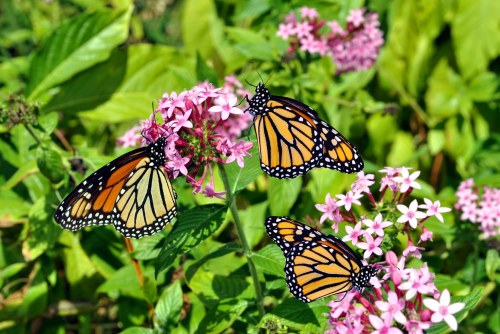 Three monarch butterflies perched on pink flowers amidst lush green foliage.